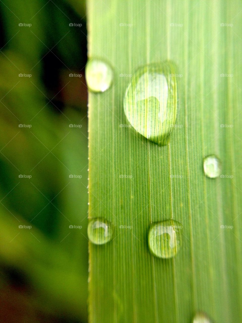 Grass, water drops