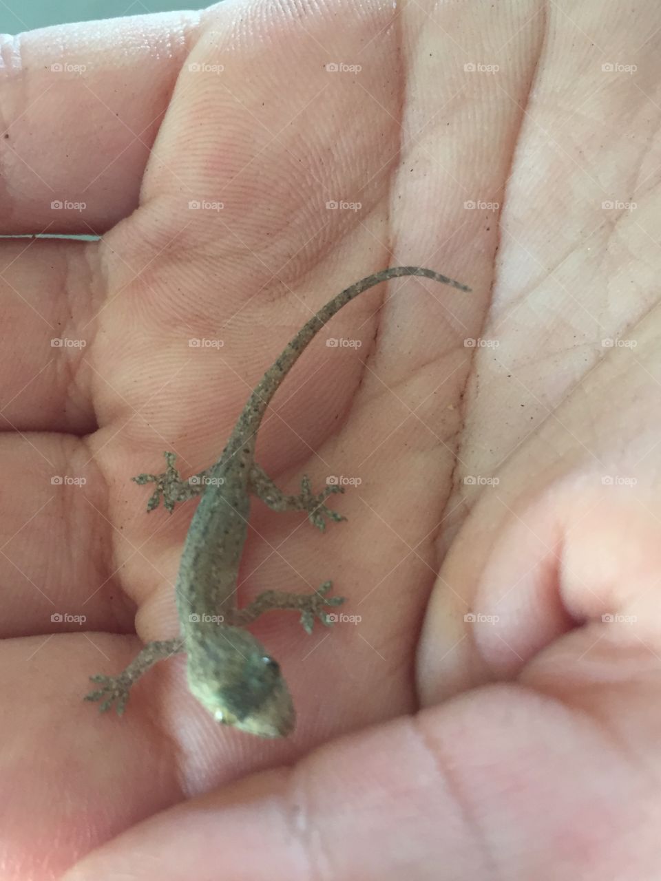 Baby gecko 
