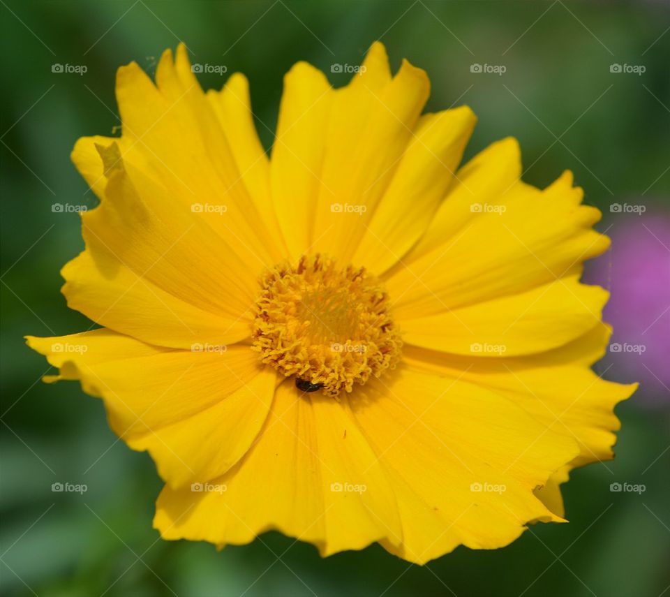 bright yellow flower with bug
