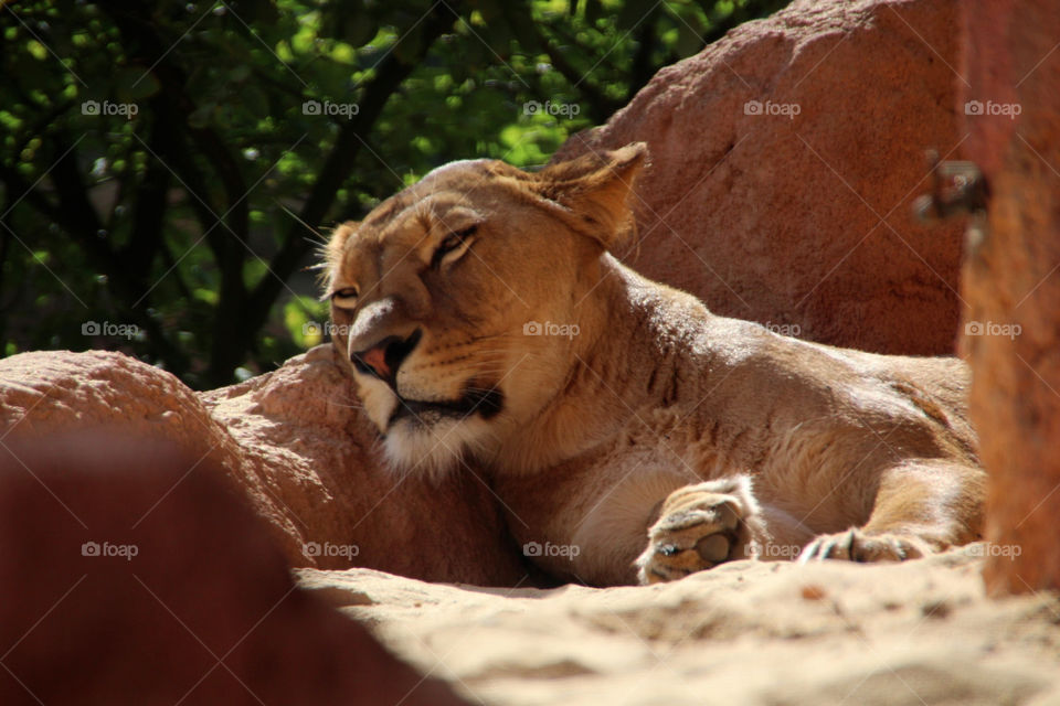 tiger mammals brown animals by stef79