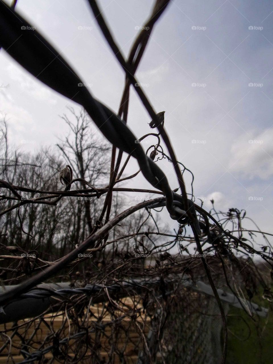 Barbed wire wrapped in dead vines
