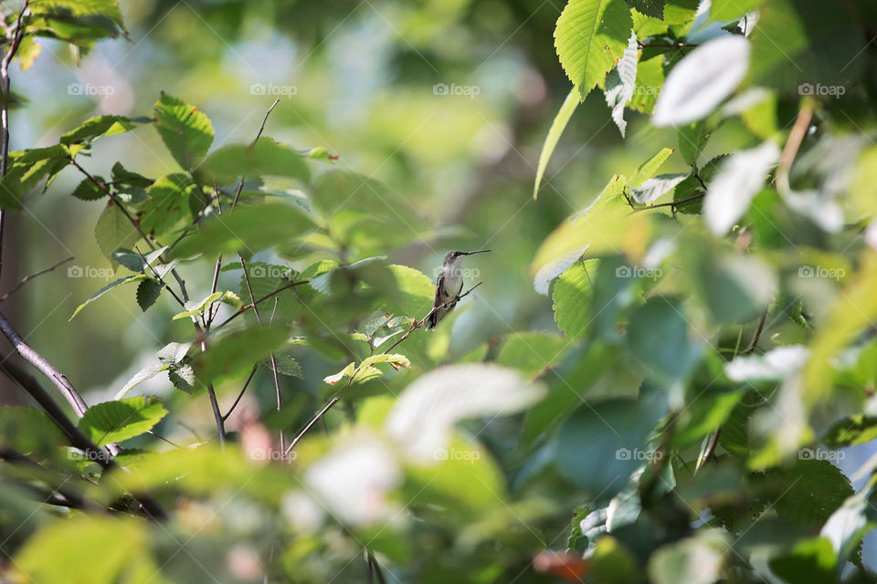 Hummingbird at rest