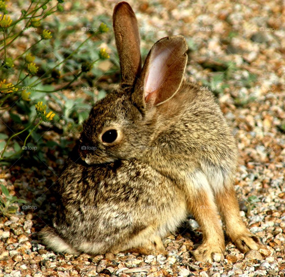 Rabbit in Desert at Sunset