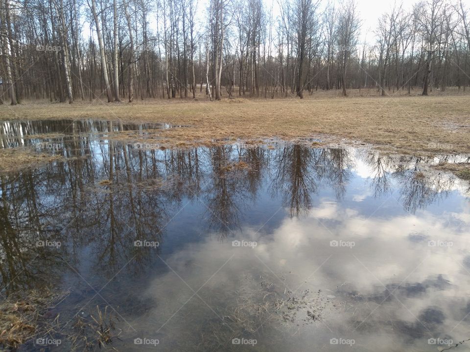 spring park trees reflection in the puddle