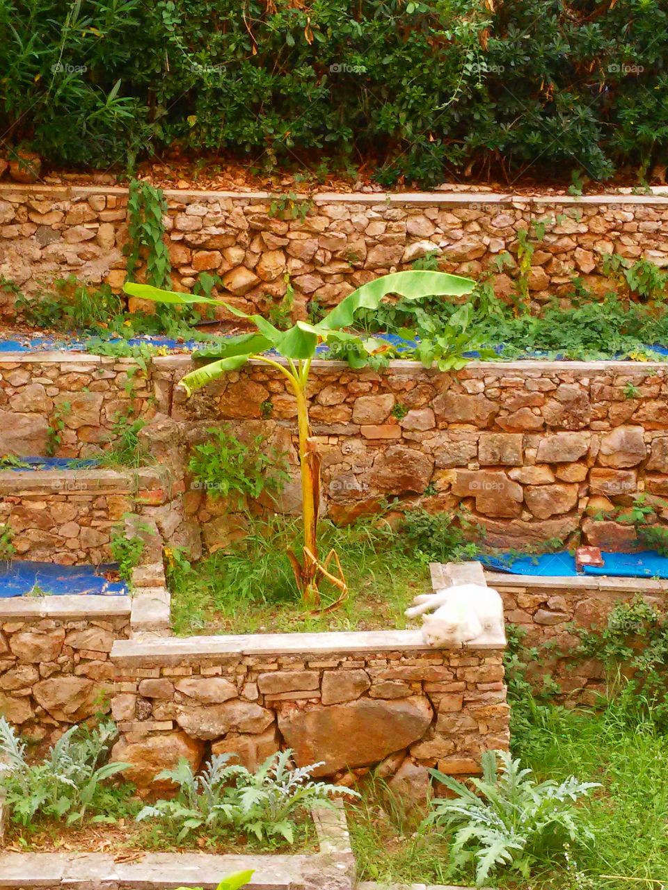 White cat. Cat resting under a bananas tree