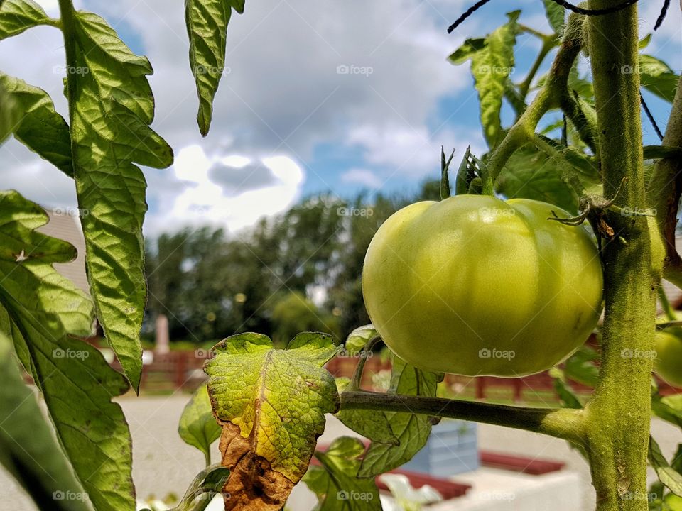 Ripened tomatoe