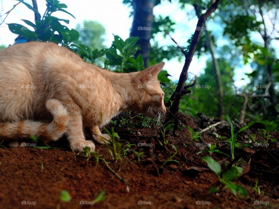 cat hiding and watching