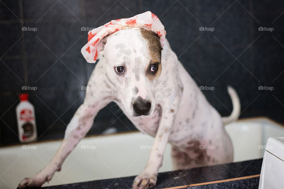 dog in a bathroom
