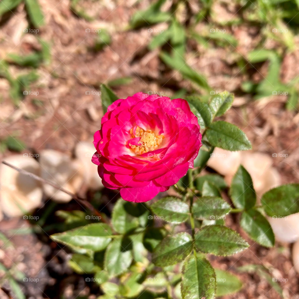 🌹 🇺🇸 Very beautiful flowers to brighten our day.  Live nature and its beauty. Did you like the delicate petals? / 🇧🇷 Flores muito bonitas para alegrar nosso dia. Viva a natureza e sua beleza. Gostaram das pétalas delicadas? 