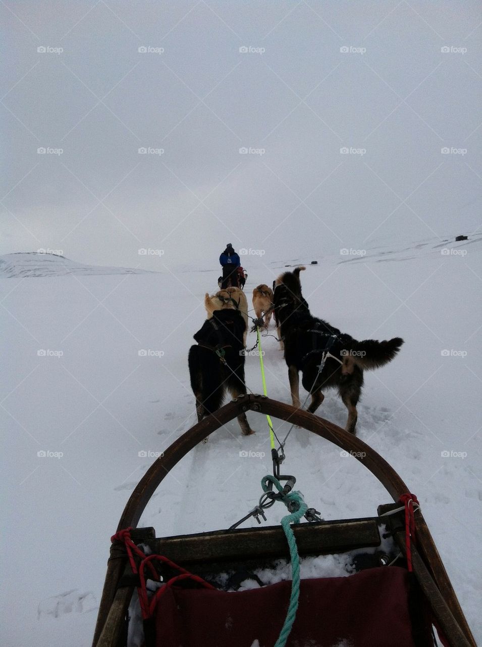 snow dogs svalbard snø by traviata