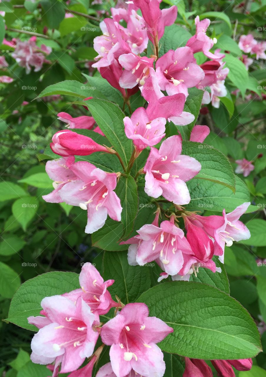 Pink flowers blooming outdoors