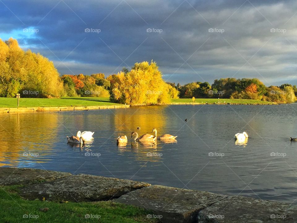 Duck's swimming on lake