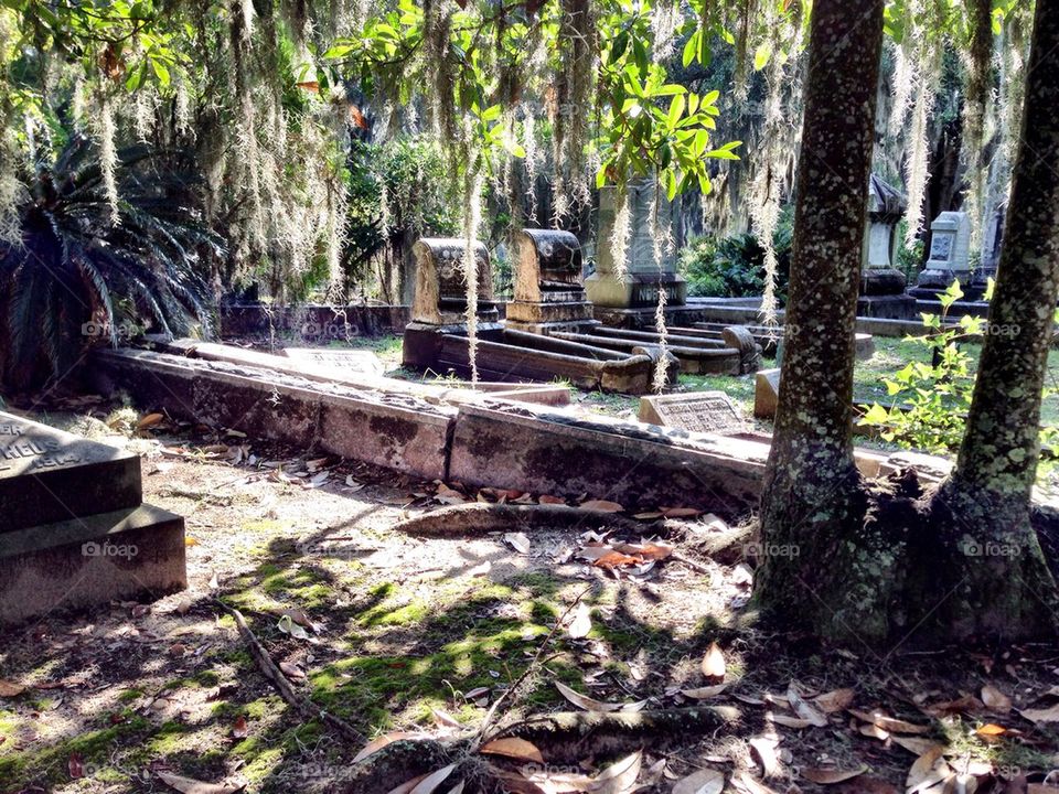 tree moss savannah grave by cable