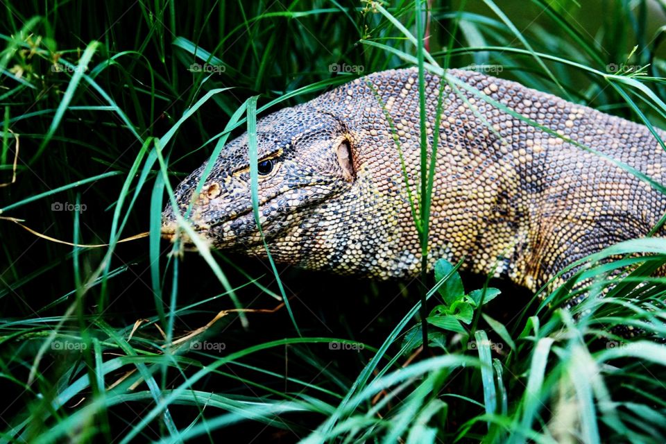 Lizard in Uganda
