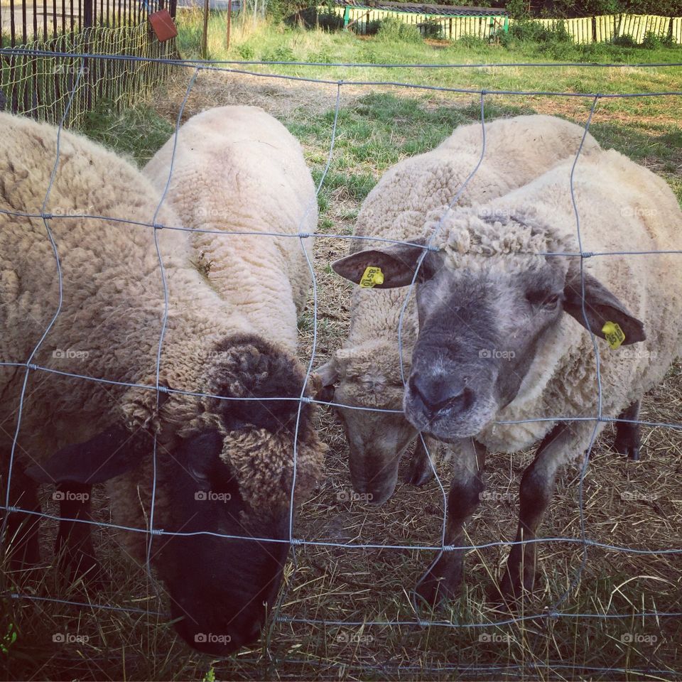 sheep 💕