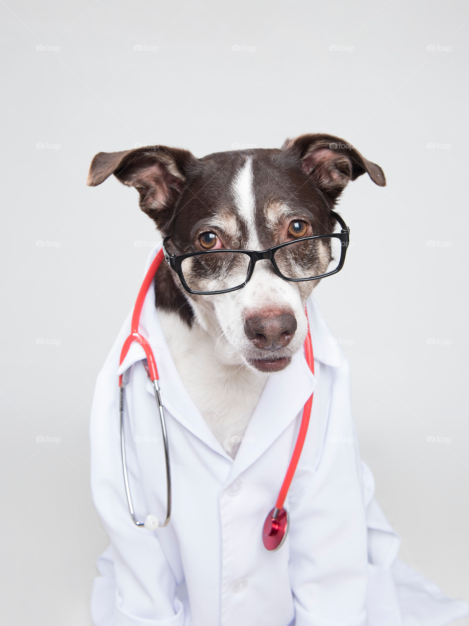 Dog with doctor costume