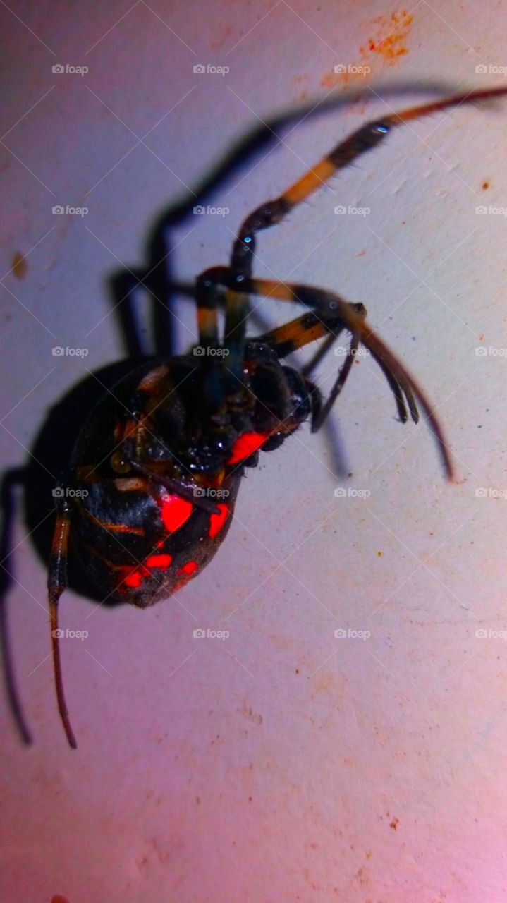 spider photo