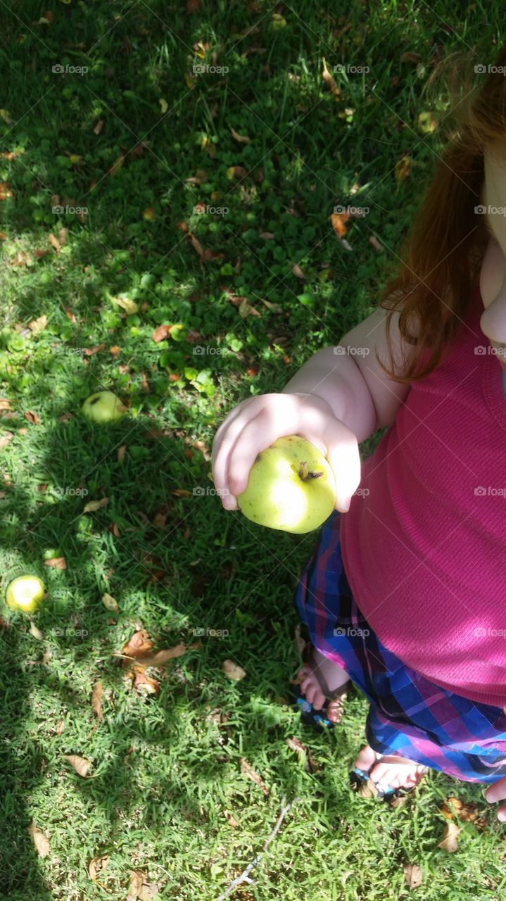 Picking Apples