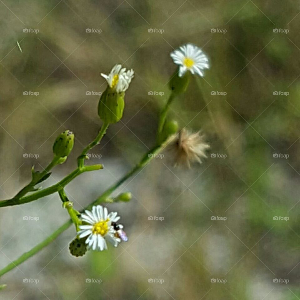 Flower, Nature, No Person, Flora, Summer