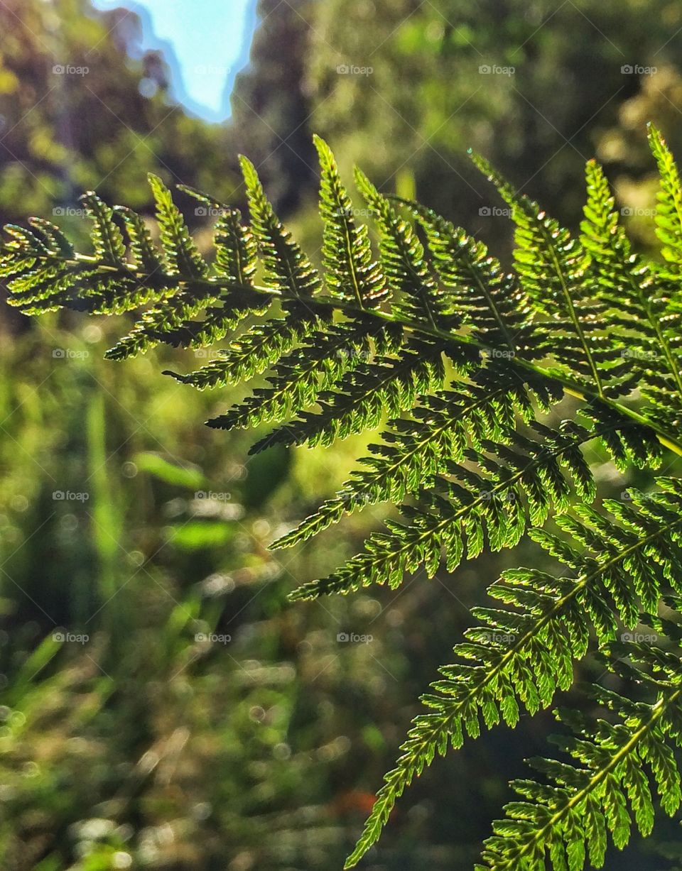 Fern