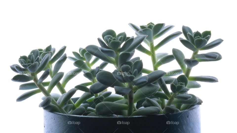 Succulents photographed indoor 