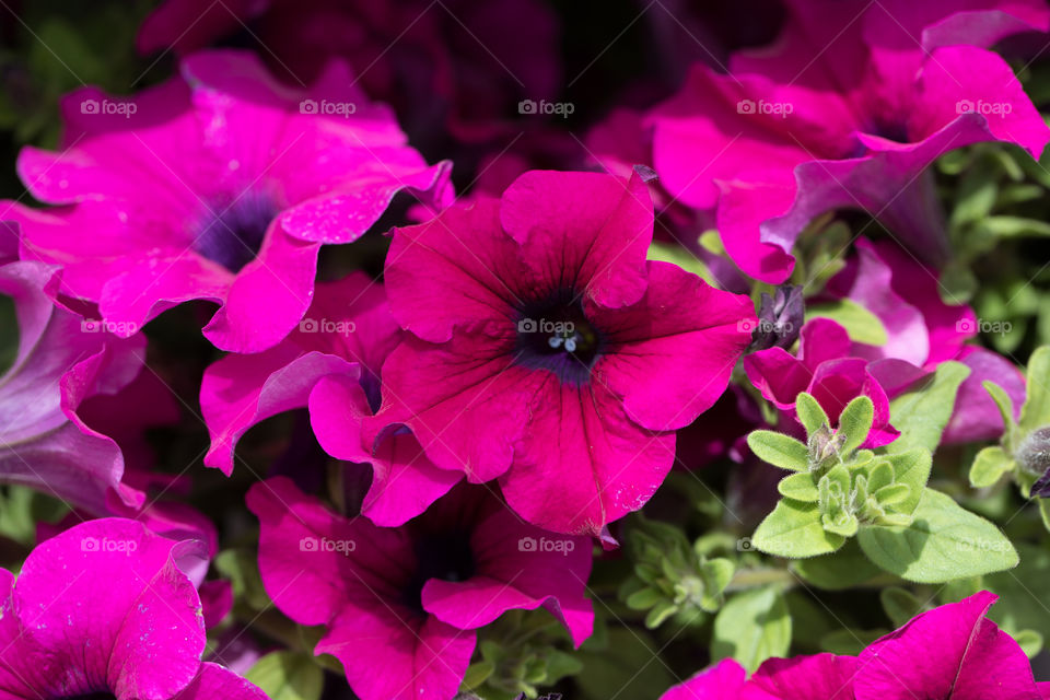 Flowers in pots