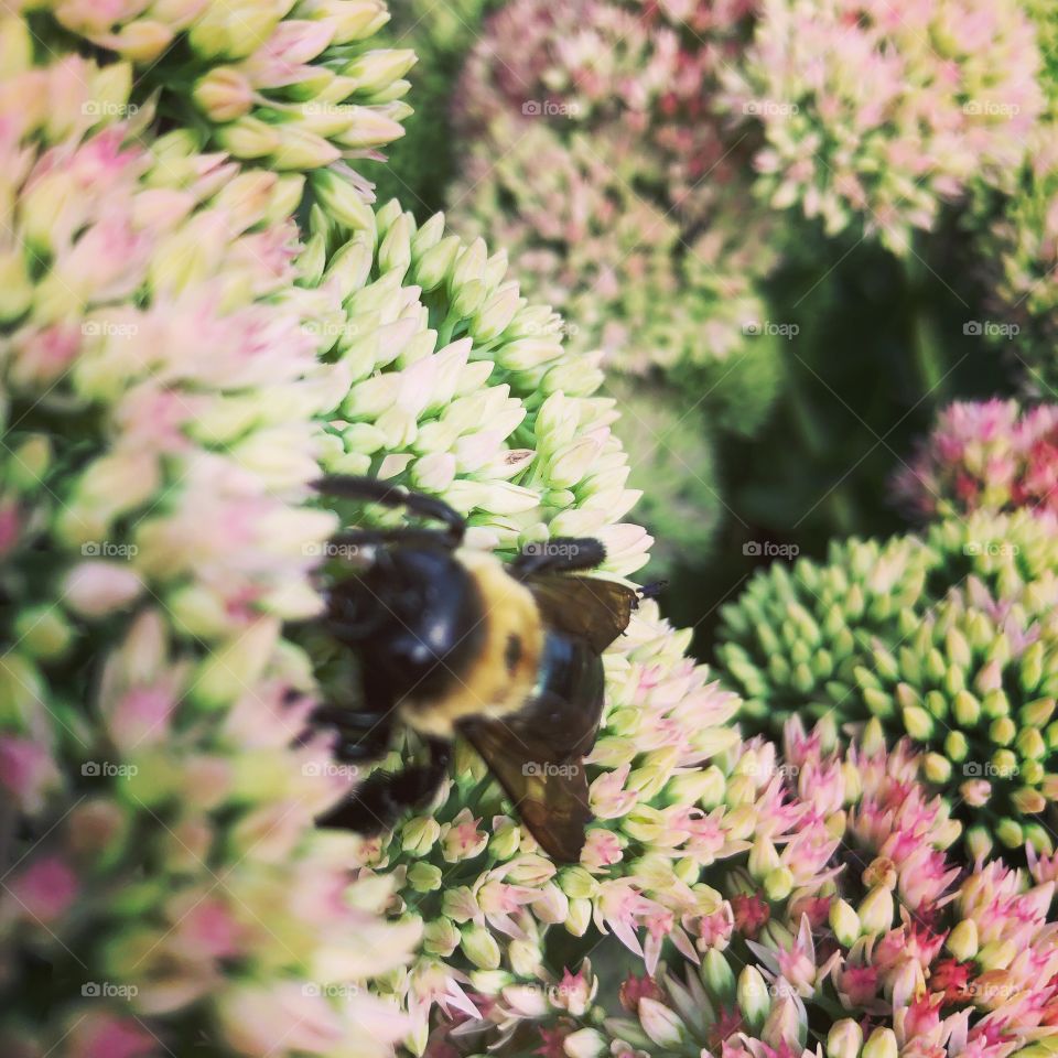 Bumblebee and sedum flowers 