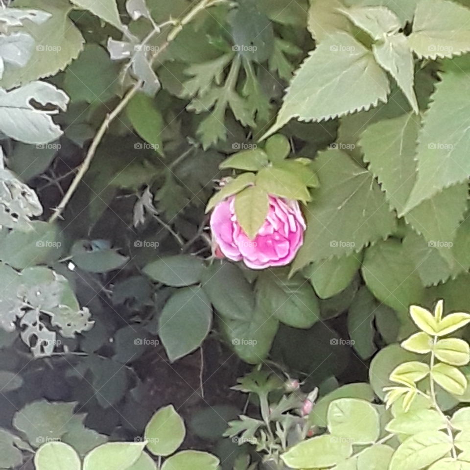 pick a boo i see you