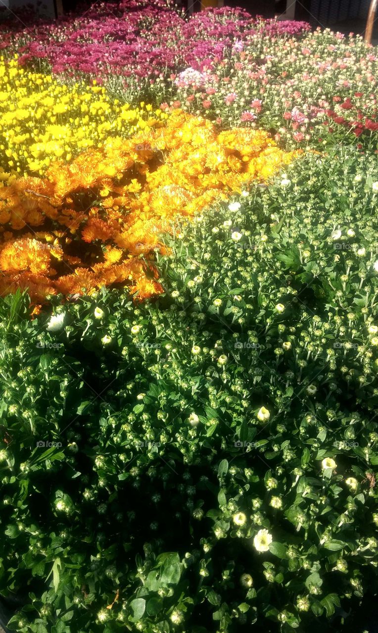 flower fields. summer of flowers