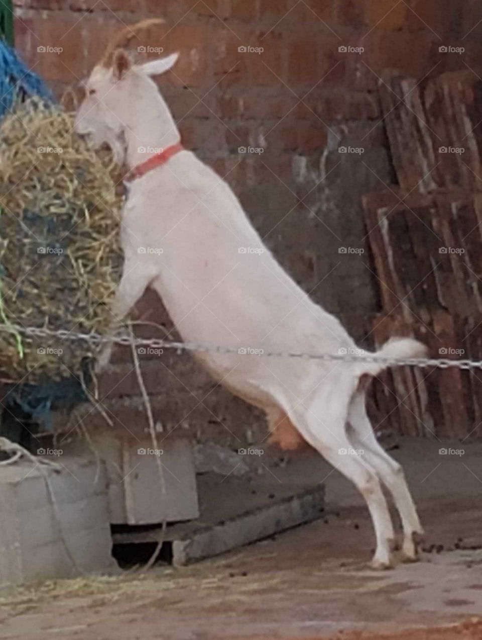 Hambriento camuro buscando comida.