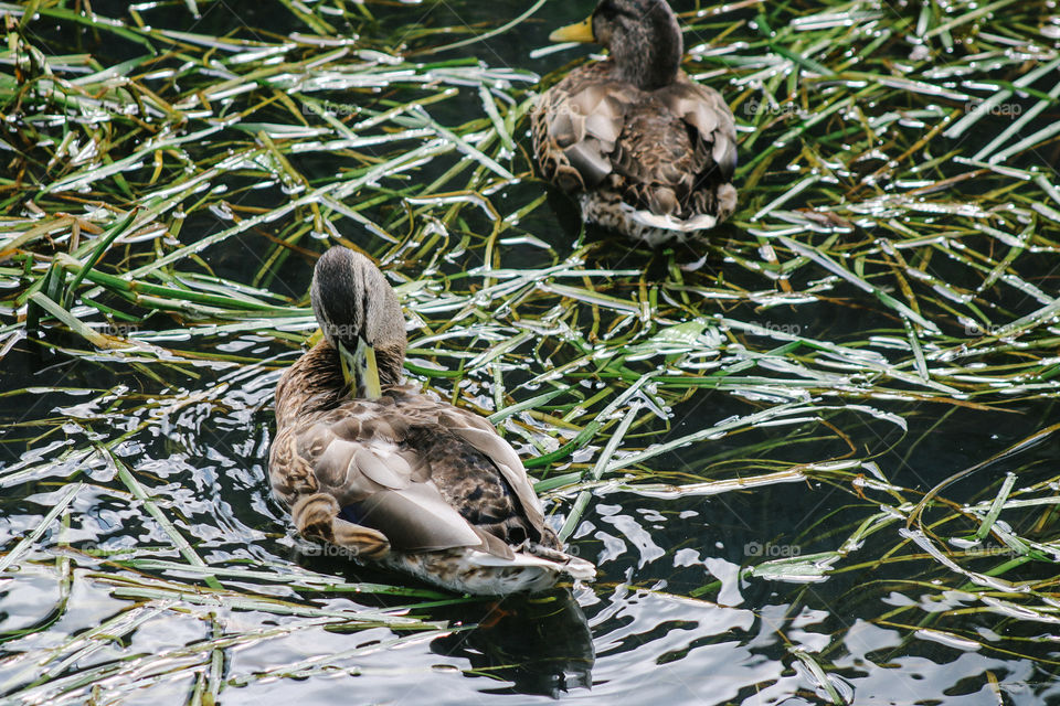 duck in lake
