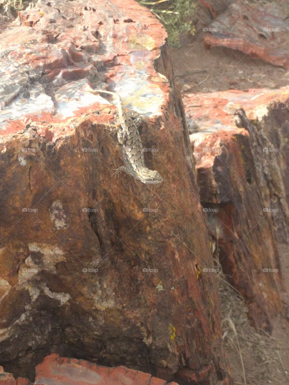 Lizard on petrified wood, AZ
