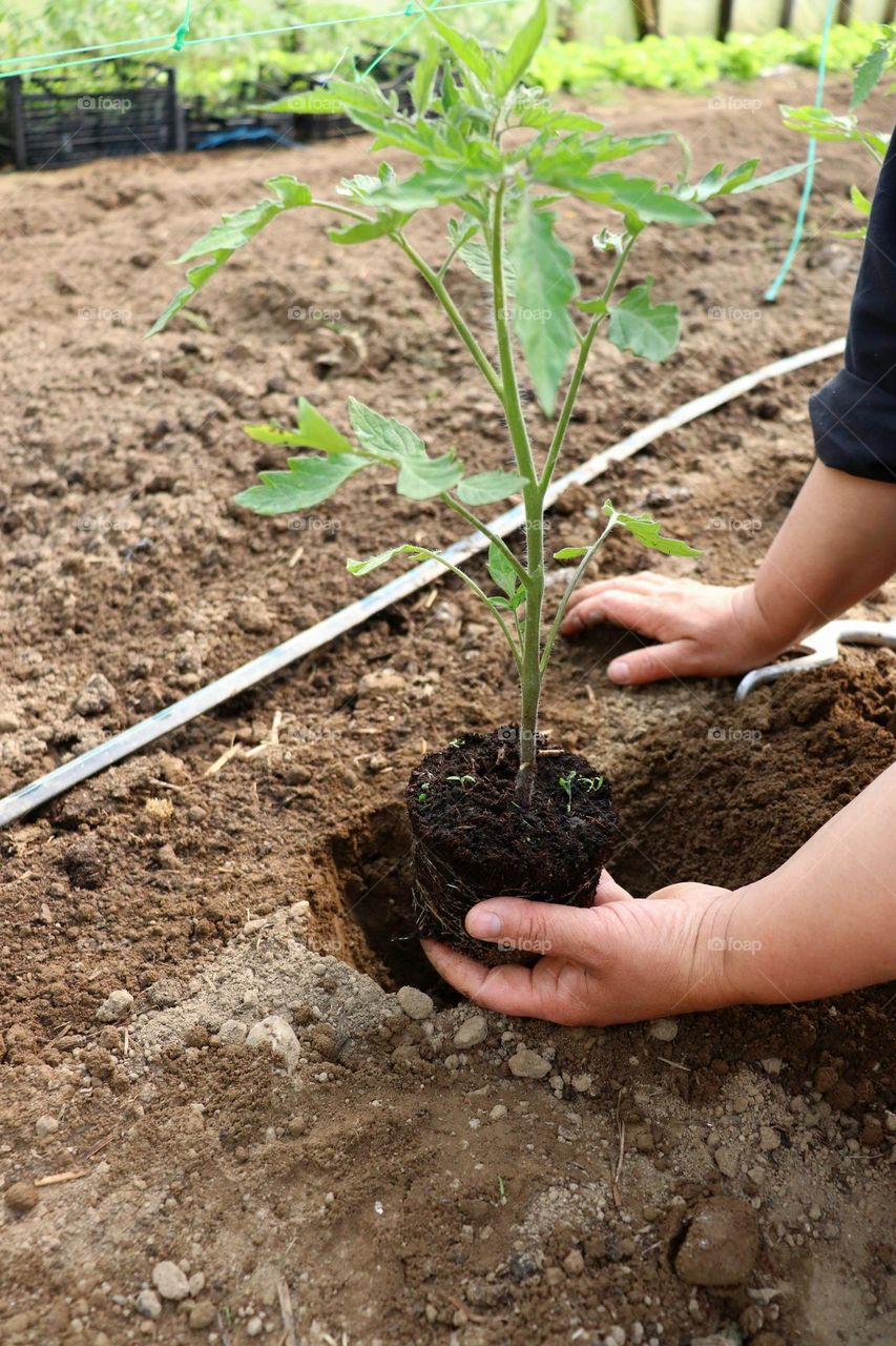 Plant Plants to Celebrate Earth Day