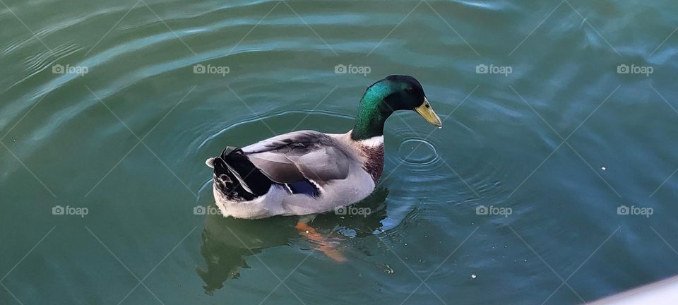 Mallard duck at the hospital pond.