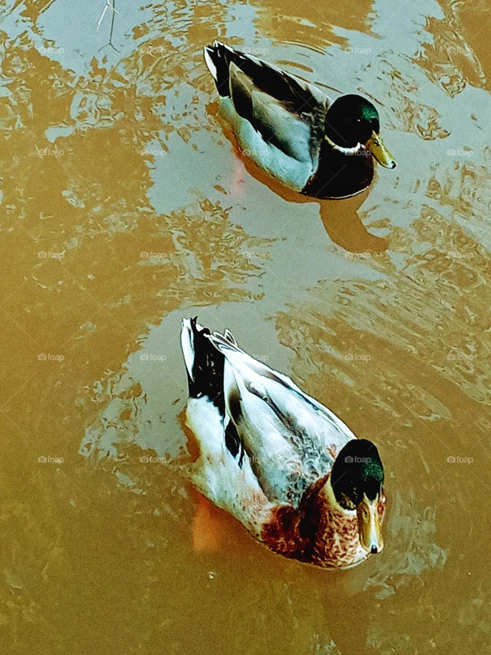 Two ducks