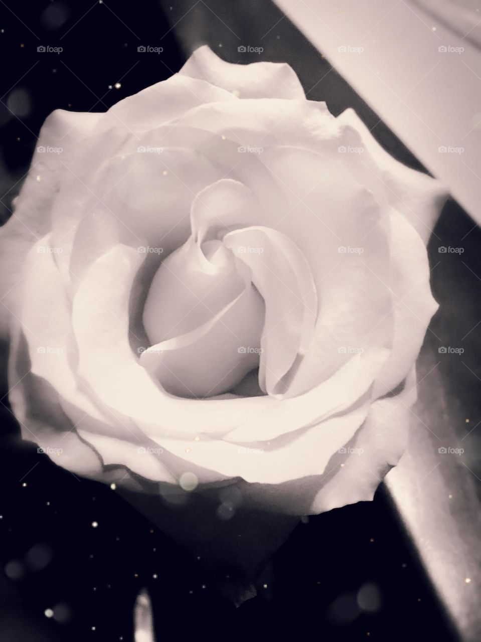  No matter what at the end of the day, beautiful and simple is ALWAYS best!  Black and white pics of roses will always be perfectly beautiful! 