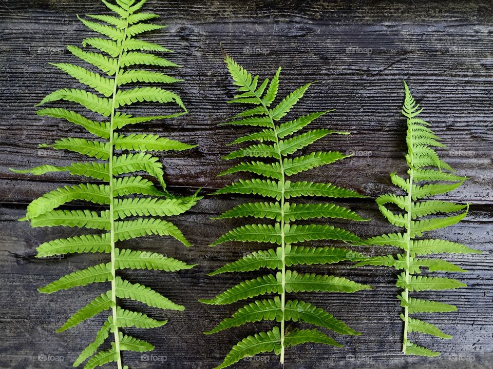 Fern leaves on wooden table