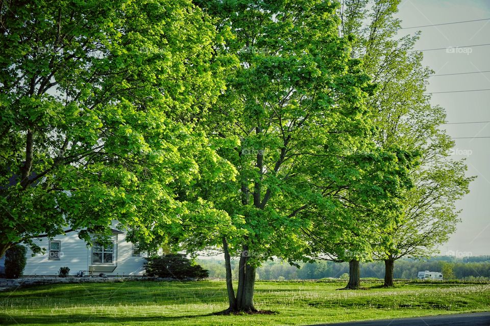 Tree in formal garden