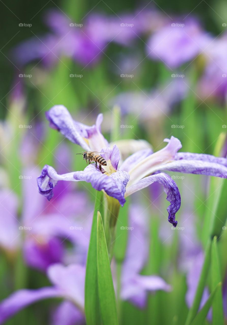 鸢尾花