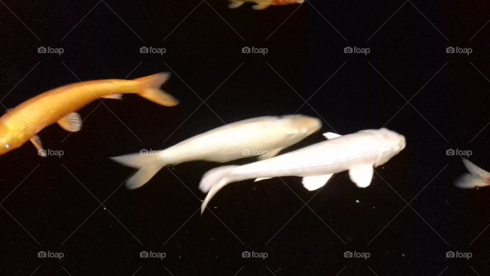 fish koi