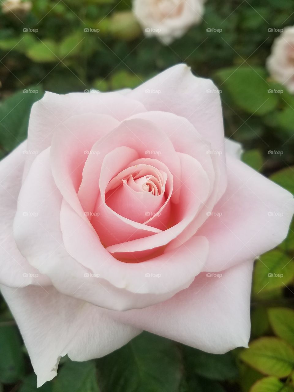 Pretty Pink Roses