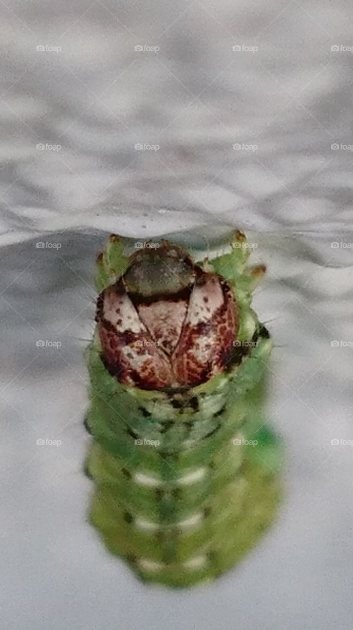 Extreme close-up of caterpillar