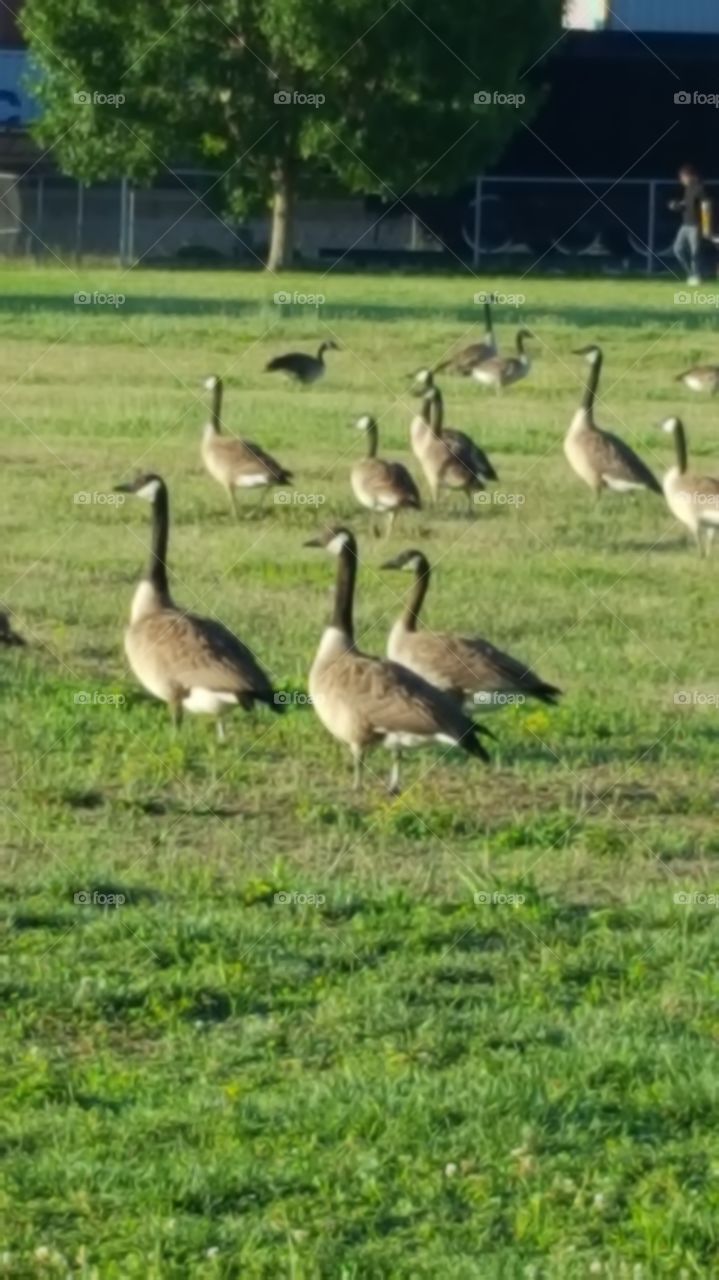 geese