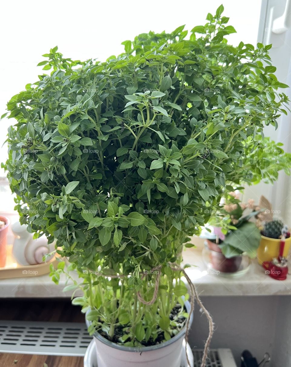 Growing a big basil bush by the window.