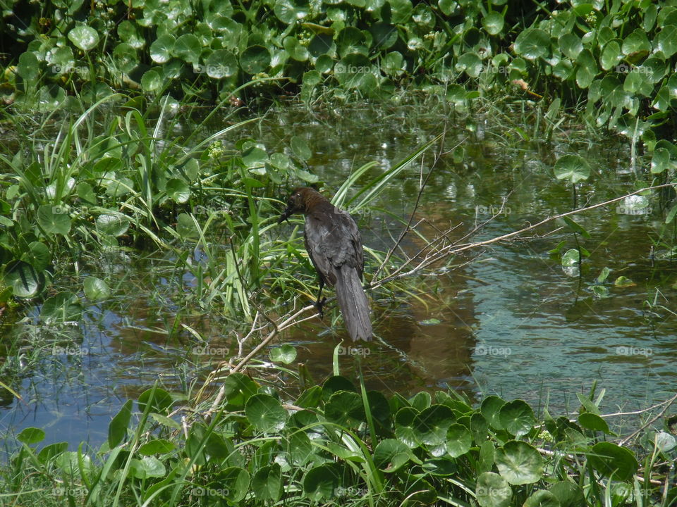 the old crow. This is a picture I took while on vacation in the Gulf of Mexico. 👣 🚶 🏃 🔥 💨