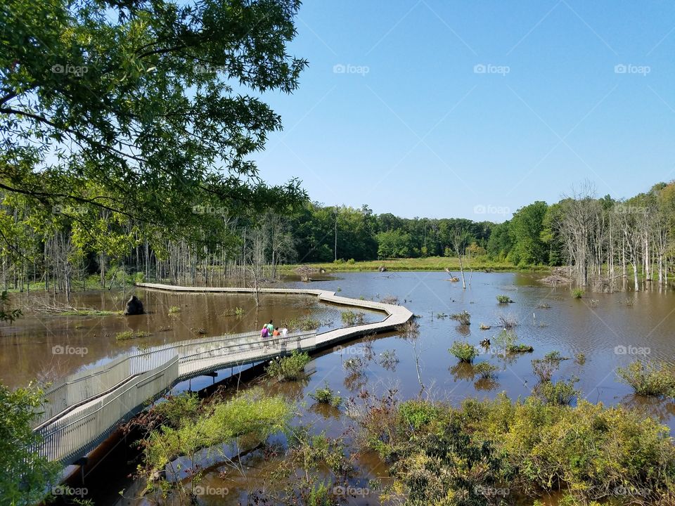 Wetland walking path