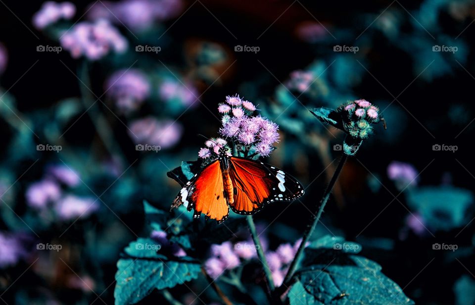Butterflies are insects in the macrolepidopteran clade Rhopalocera from the order Lepidoptera, which also includes moths. Adult butterflies have large, often brightly coloured wings, and conspicuous, fluttering flight