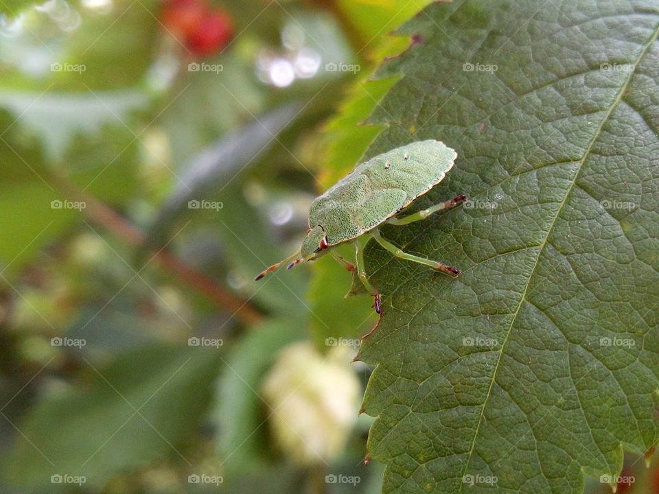 Green bug and its disguise