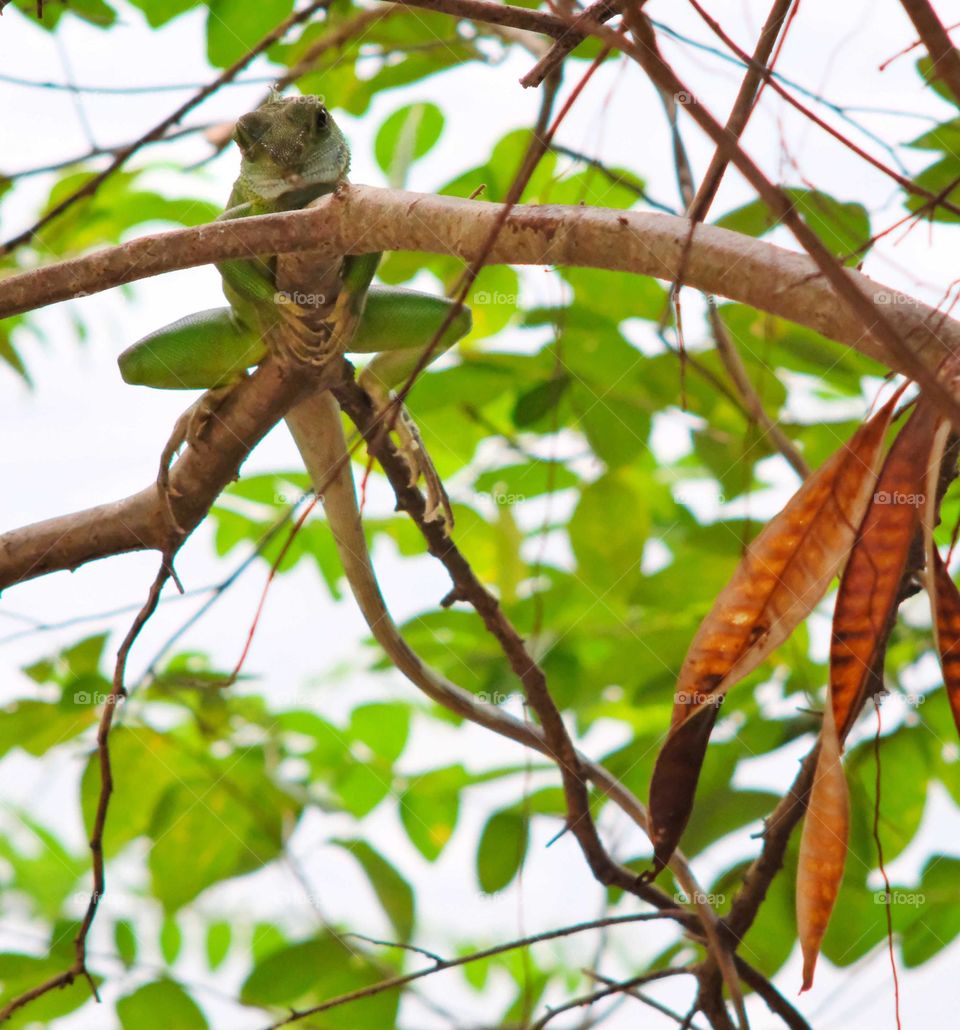 Iguana iguana in forest