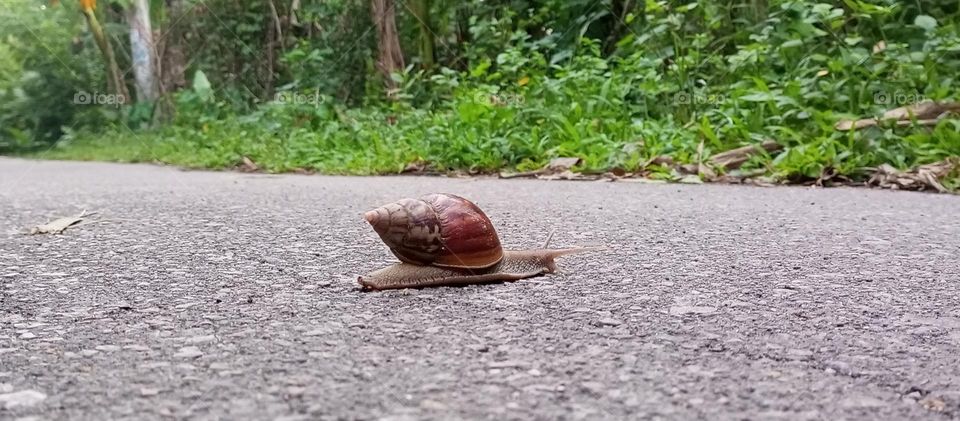 The snail crossing road